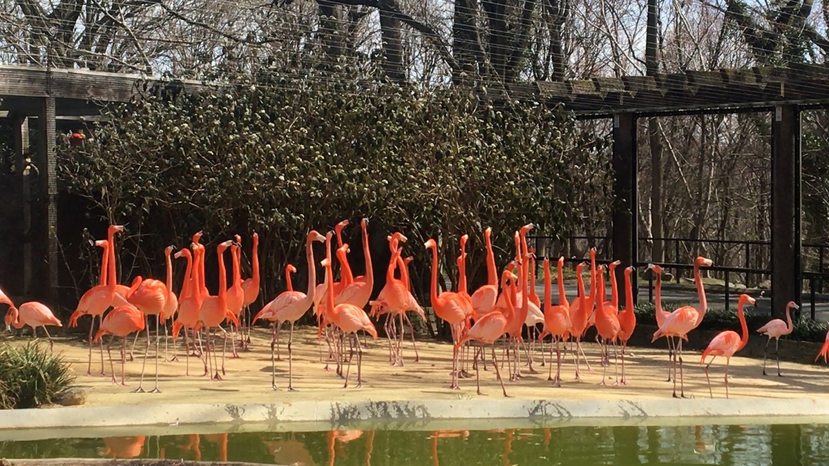 National Zoo and Conservation Biology Institute