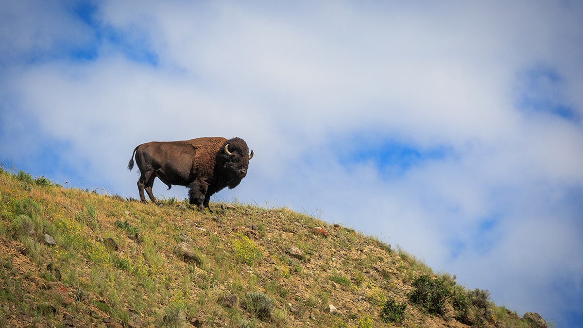 A bull bison stands on top of a mountain in Yellowstone National Park. (Jackson Hole EcoTour Adventures/@joshmettenphoto)