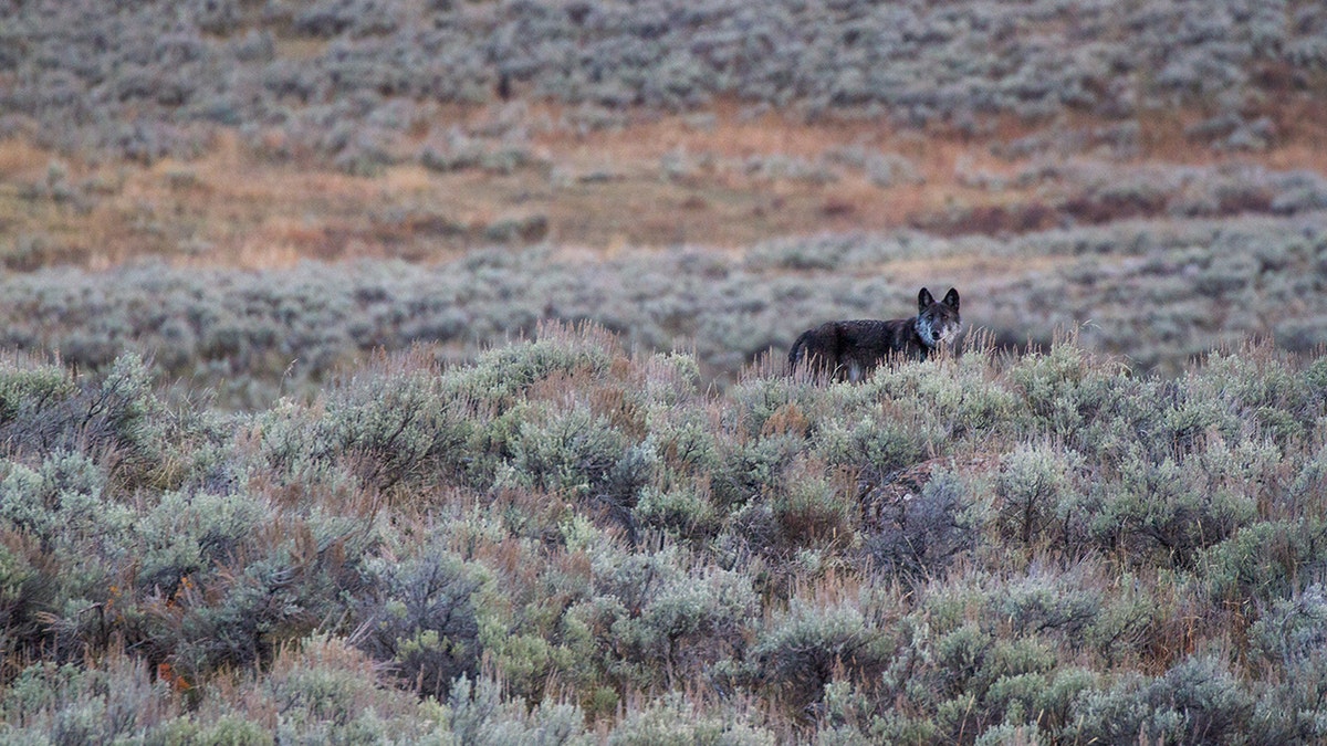 Wolf in yellowstone park