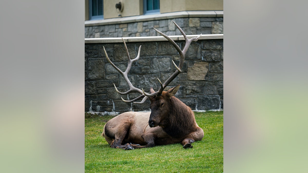 Bull elk in WY