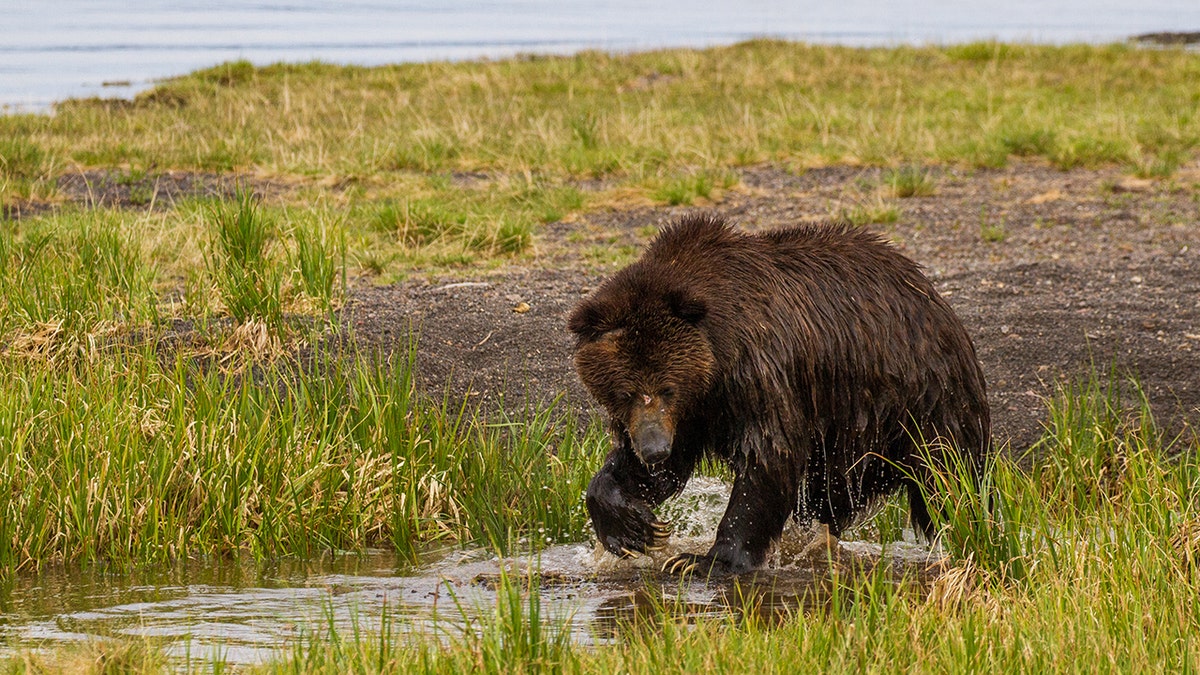 grizzly bear fishing yellowstone