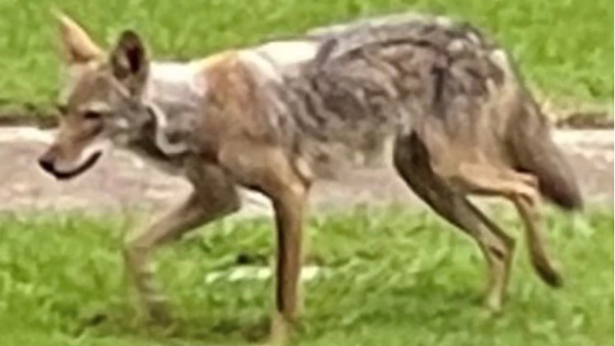 Coyote attack Dallas Texas