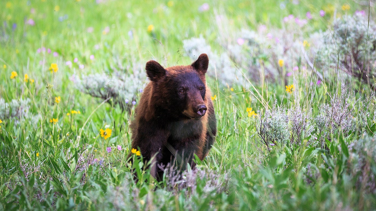 black bear yellowstone