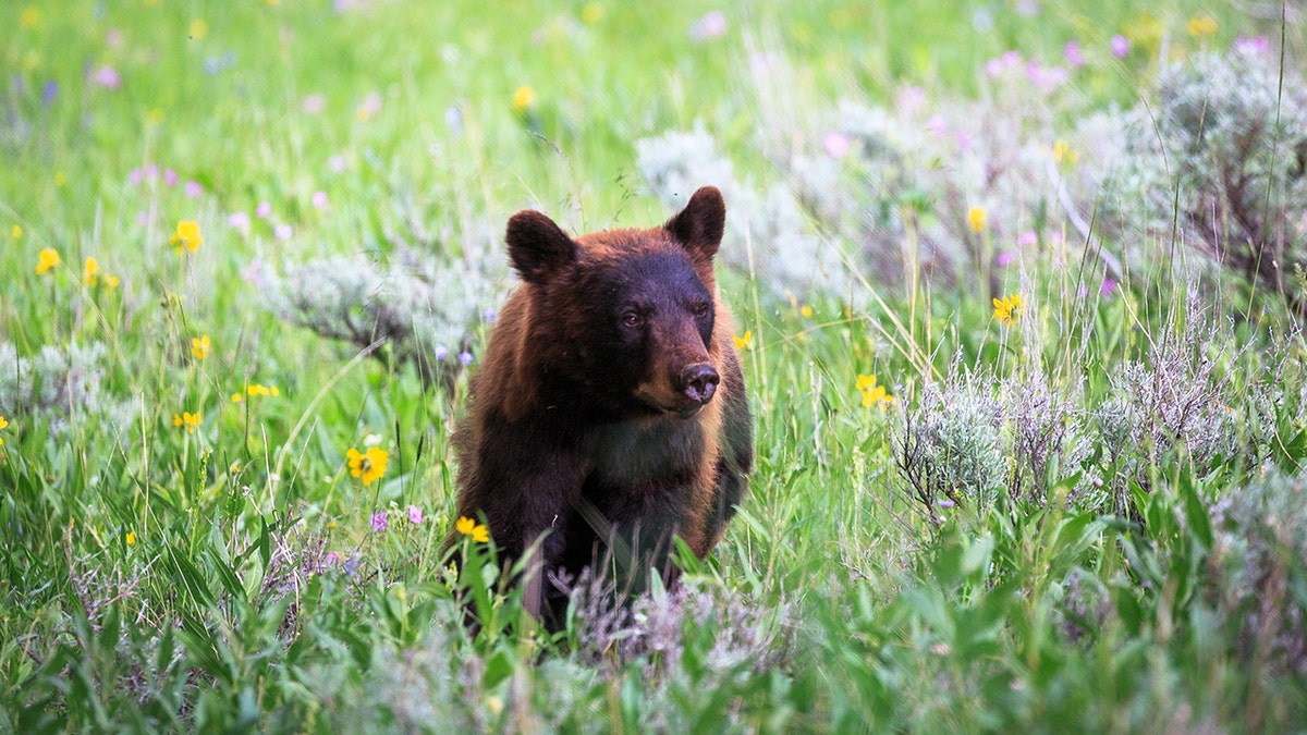 yellowstone black bear