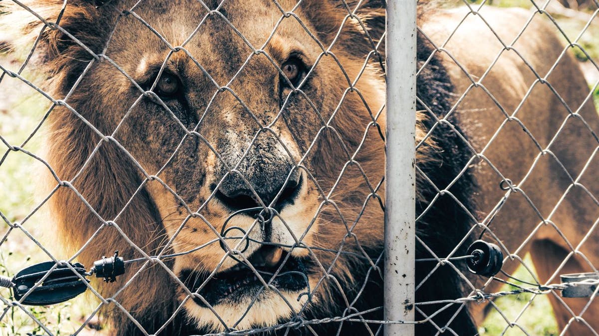 Lion appears behind chain link fence