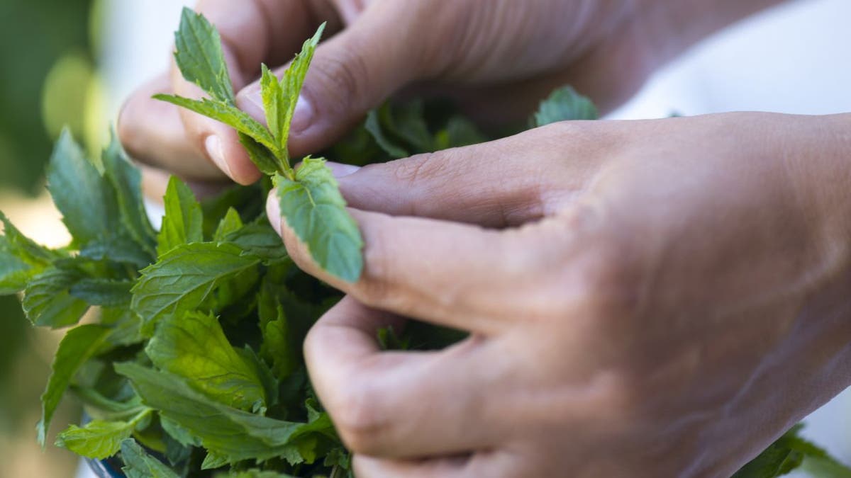 Person picks fresh mint leaves