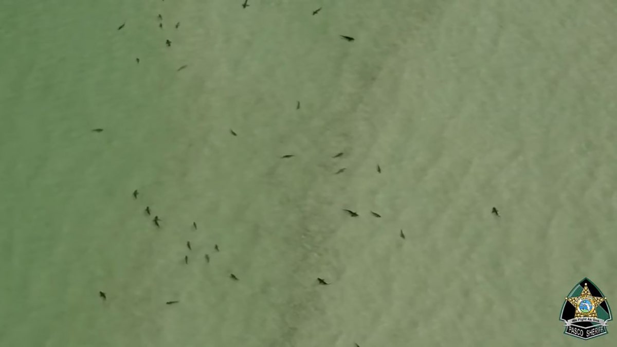Pasco County Florida Gulf Coast sharks