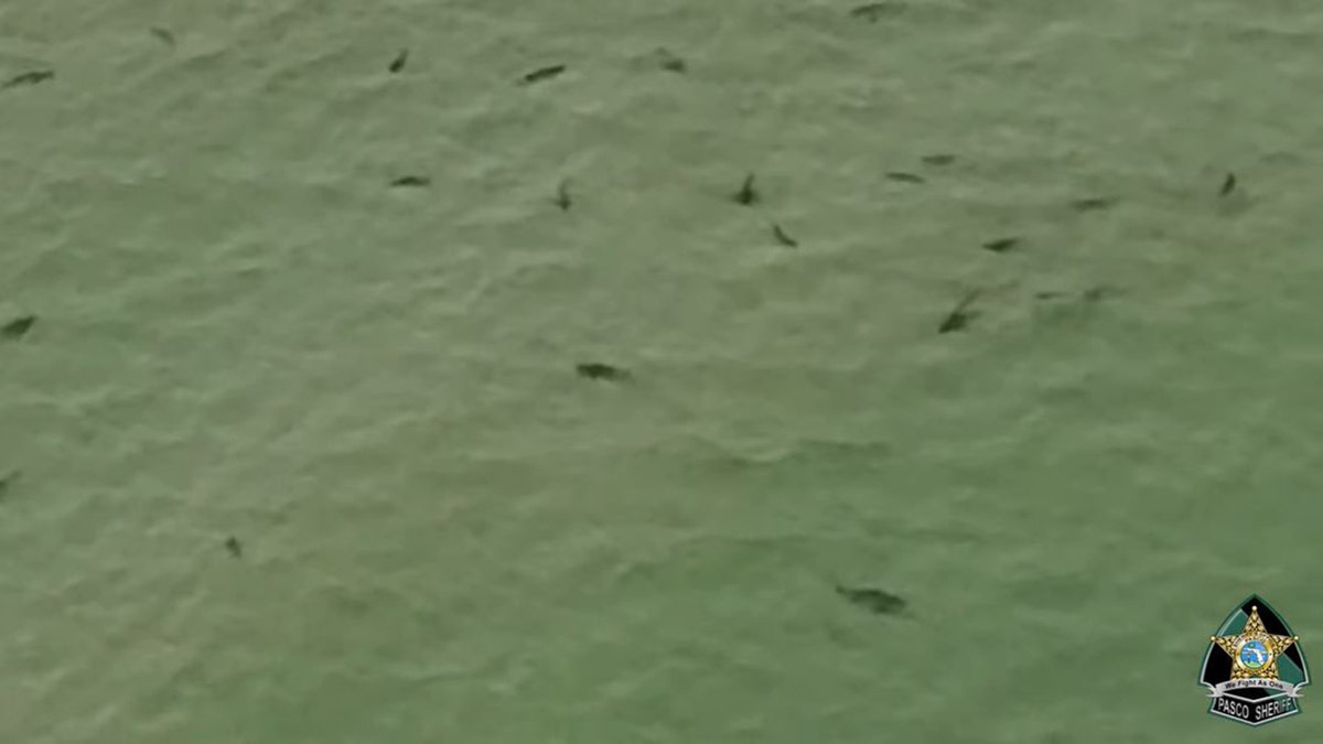 Pasco County Florida Gulf Coast sharks