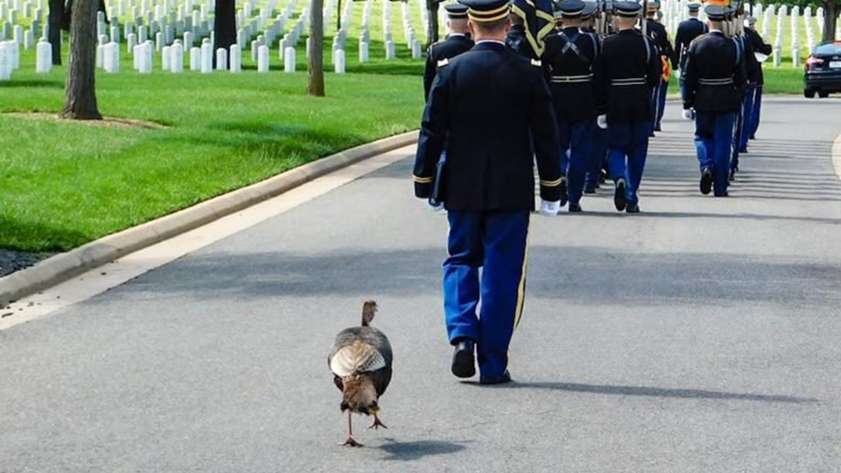 Wild turkey participates in funeral at Arlington National Cemetery