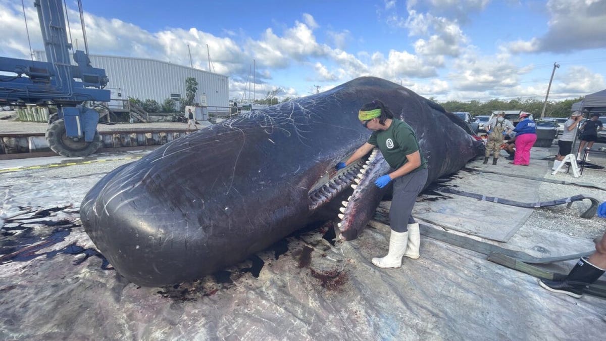 beached sperm whale Florida Keys