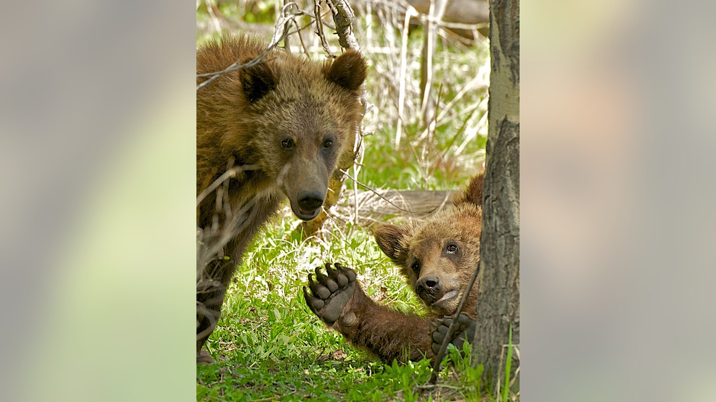 Surprise grizzly bear encounter in Grand Teton sends man to hospital