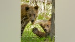 Bear waves to camera