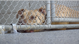 The demand for “pandemic puppies” has fallen, as people return to work. One possible solution? Fostering.