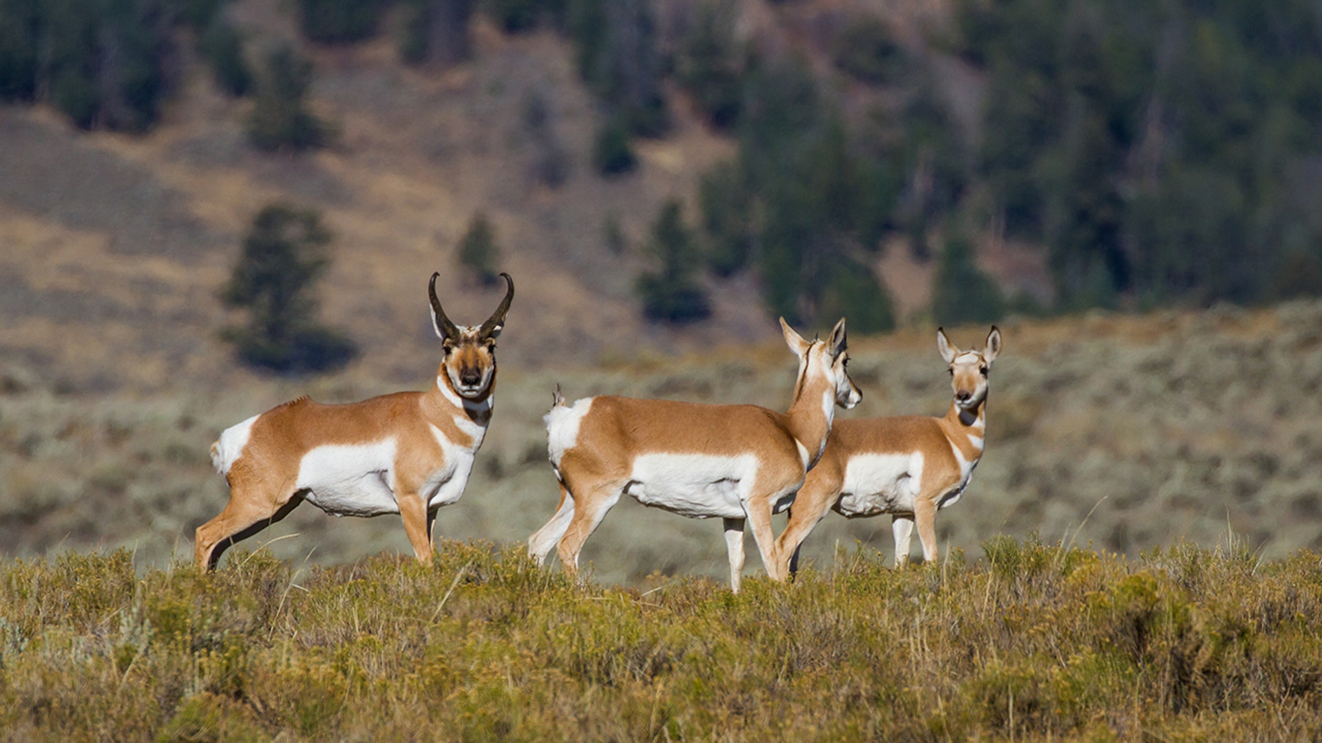 Yellowstone National Park Stunning Photos Celebrate 150 Years Of yellowstone-national-park-stunning-photos-celebrate-150-years-of