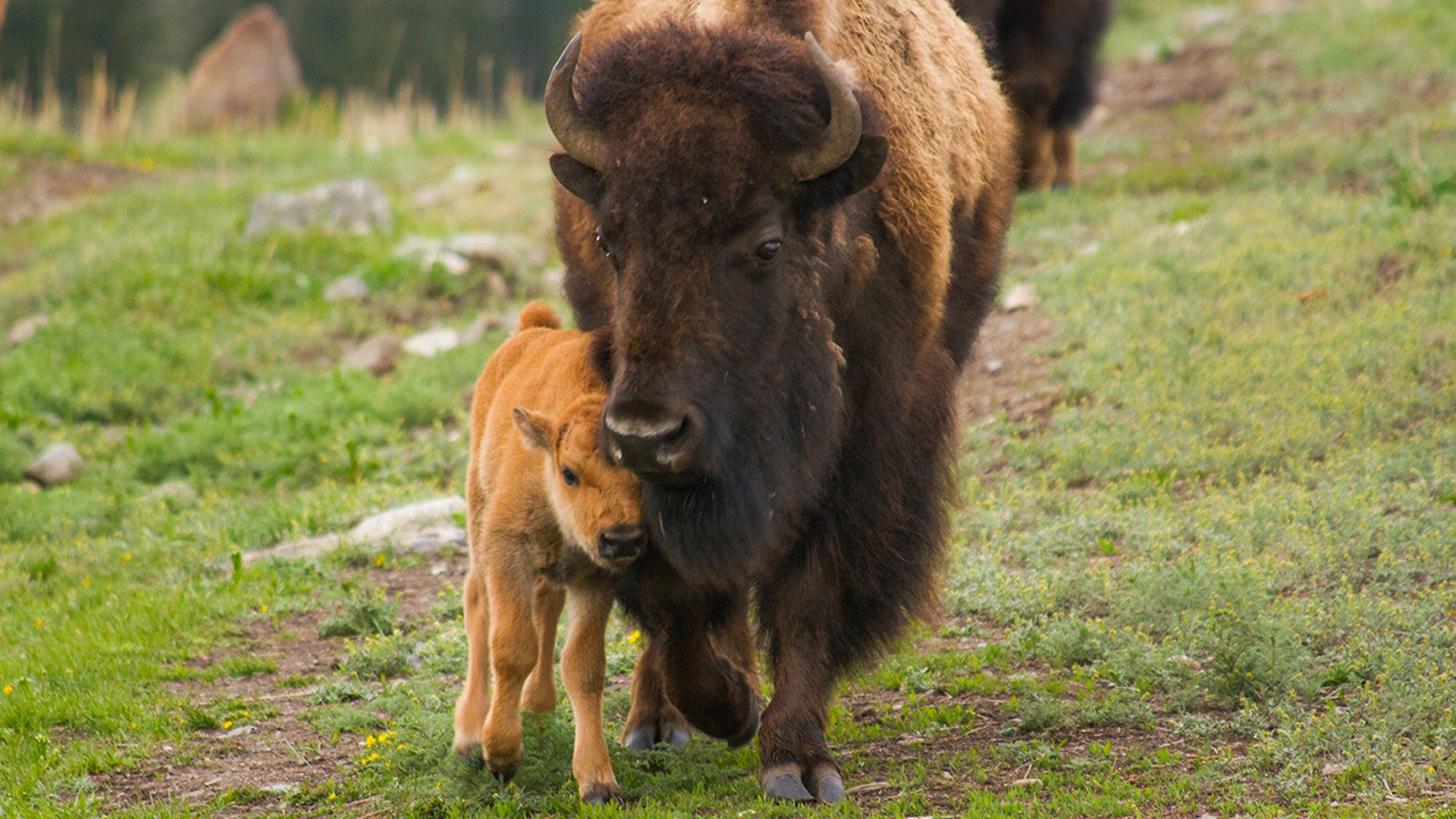 cow and calf bison yellowstone