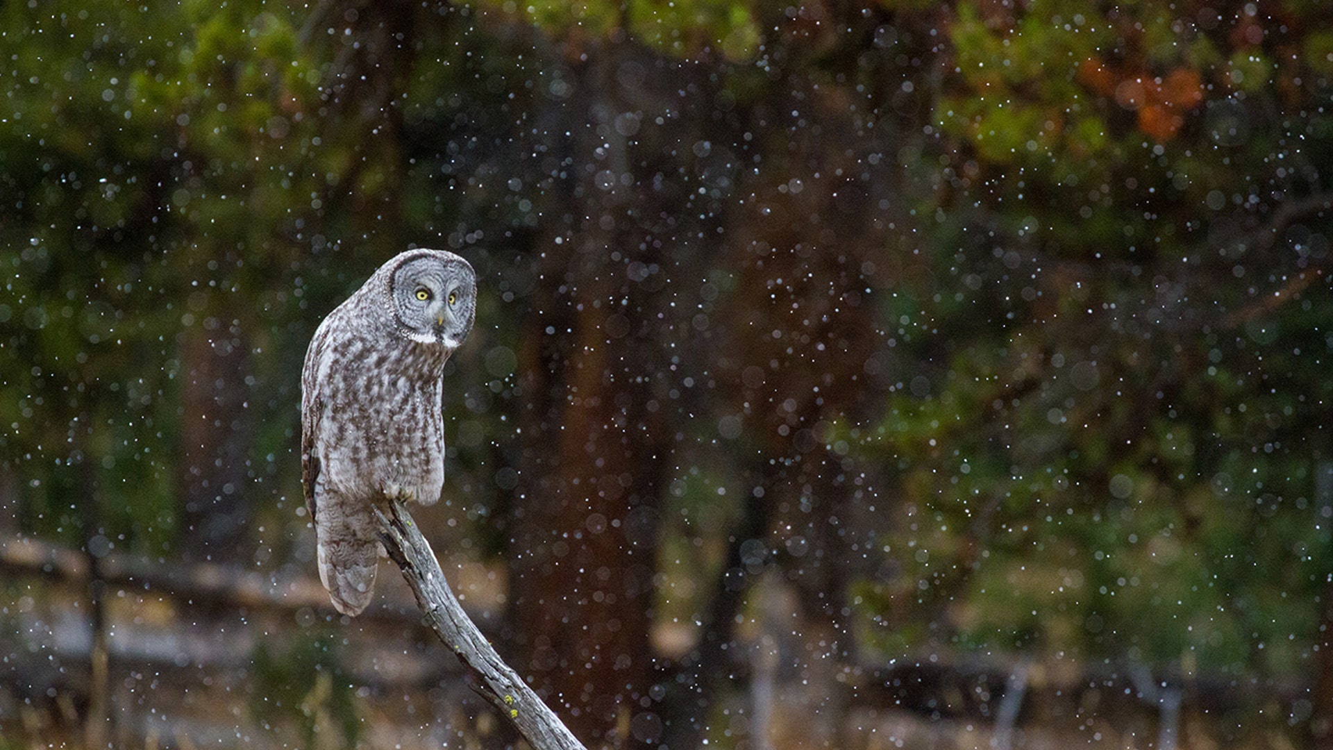 great gray owl yellowstone