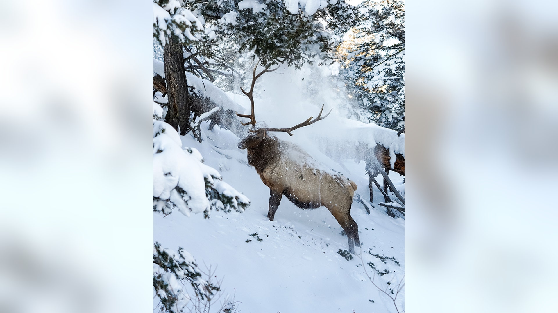 bull elk yellowstone national park