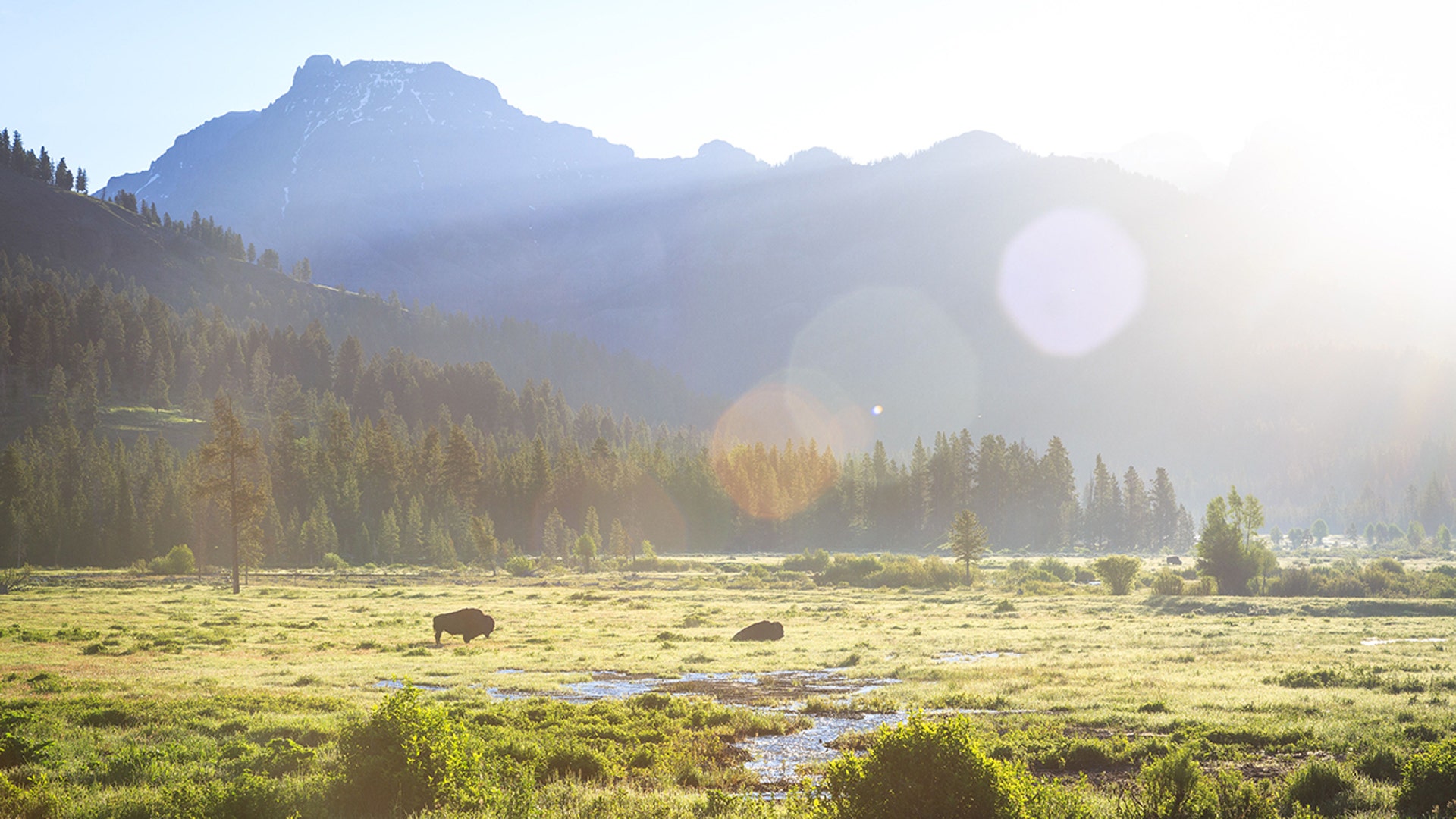 Bison spotted during sunrise in Lamar Valley at Yellowstone National Park.