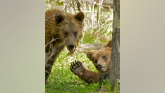 Surprise grizzly bear encounter in Wyoming's Grand Teton sends Massachusetts man to hospital