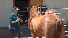 Memorial Day: Horse therapy helps veterans heal from the invisible wounds of war