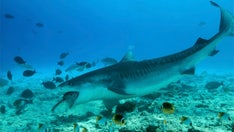 Texas man catches 9.5-foot tiger shark with the help of a drone