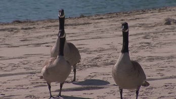 California city considers killing geese over droppings