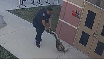 Alligator captured at entrance of Florida elementary school