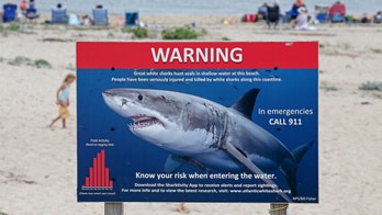 New York, Massachusetts beaches see sharks over Memorial Day weekend