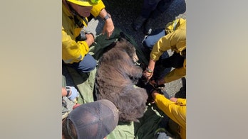 California firefighters rescue bear that got trapped in Six Flags