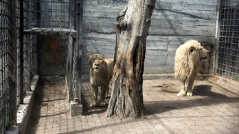 Ukrainian teen, 15, killed in artillery fire while trying to evacuate animals from zoo