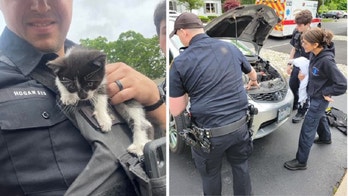 Police officer adopts kitten rescued from car engine compartment in New York