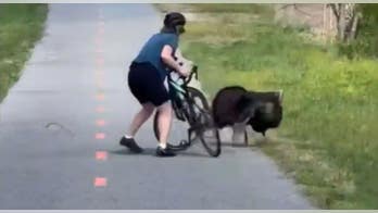 Wild, aggressive turkey terrorizes nation’s capital, slips across state lines into Maryland