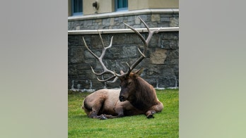 Wisconsin anticipates elk population will surpass 500 by July