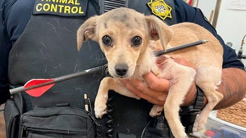 California chihuahua puppy shot with an arrow will be OK