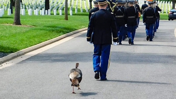 Wild turkey joins funeral procession at Arlington National Cemetery