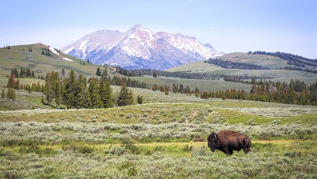 Rocky Mountain West wildlife: How to safely see bear, moose, bison and other Yellowstone species