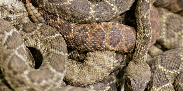 A rattlesnake slithers across a pile of coiled rattlesnakes inside the rattlesnake pit at the Rattlesnake Round-up in Sweetwater, Texas.