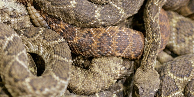 A rattlesnake slithers across a pile of coiled rattlesnakes inside the rattlesnake pit at the Rattlesnake Round-up in Sweetwater, Texas.