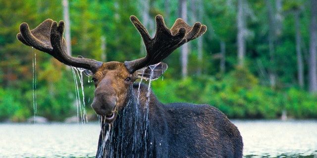 Some scientists believe moose are leading a cause contributing to climate change.