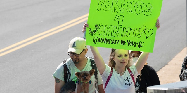 Fans of Actor Johnny Depp and Yorkshire terriers show support for the actor outside court during the Johnny Depp and Amber Heard civil trial at Fairfax County Circuit Court on April 25, 2022, in Fairfax, Virginia.