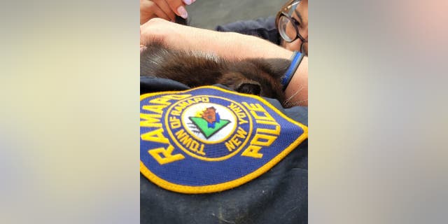 An officer from the Town of Ramapo Police Department hold the rescued kitten while it gets examined.