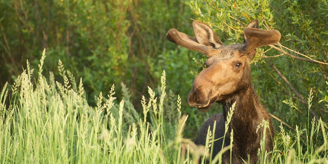 A moose stands alert over brush in Wyoming. (Jackson Hole EcoTour Adventures)