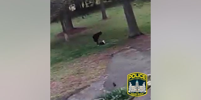 The unidentified man allegedly hit, kicked and dragged the dog in an incident that occurred around 9:17 a.m. on April 13.