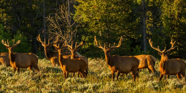 A group of bull elk gather in Jackson Hole, WY. (Jackson Hole EcoTour Adventures/ @joshmettenphoto)