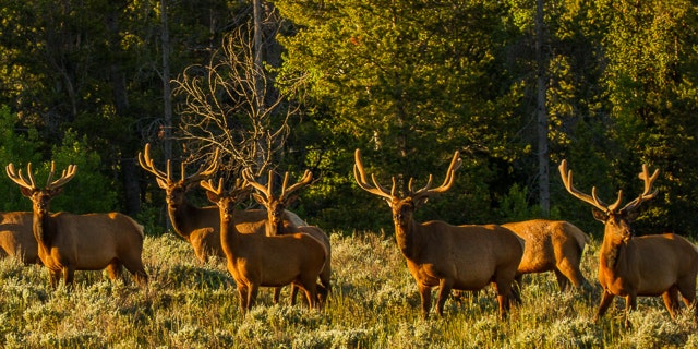 A group of bull elk gather in Jackson Hole, WY. (Jackson Hole EcoTour Adventures/ @joshmettenphoto)