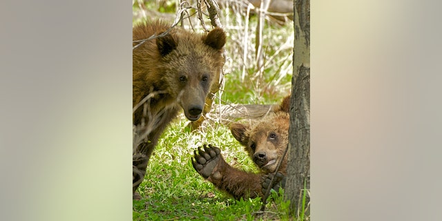 A bear waves to the camera in Wyoming. (Jackson Hole EcoTour Adventures)