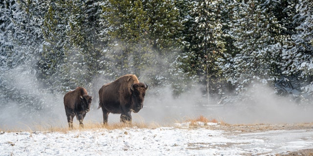 Two bison walk through a snowy landscape in Wyoming on Nov. 12, 2020. (Jackson Hole EcoTour Adventures/ @joshmettenphoto)