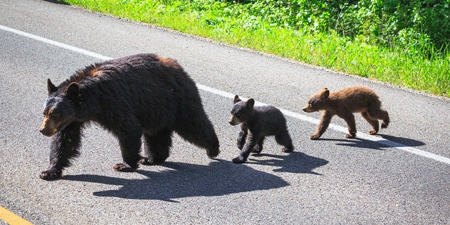 A black bear and her cubs cross the road in Grand Teton National Park, WY. (Jackson Hole EcoTour Adventures/ @joshmettenphoto)