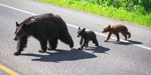 A black bear and her cubs cross the road in Grand Teton National Park, WY. (Jackson Hole EcoTour Adventures/ @joshmettenphoto)