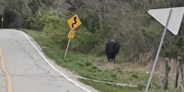 On Easter, Barnes came across a loose bull that seemed like it "wanted something." Barnes revealed how he made his getaway.